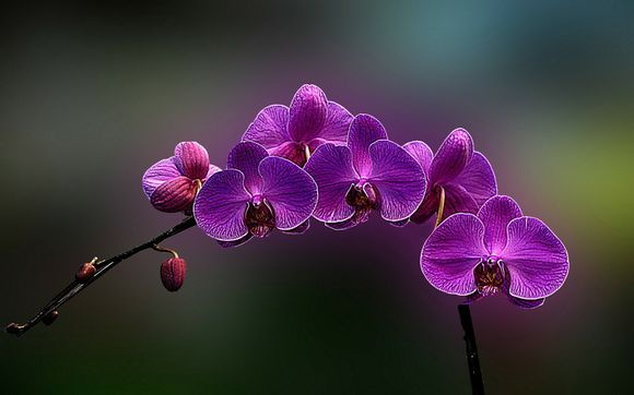 华为商城购物如何聊天